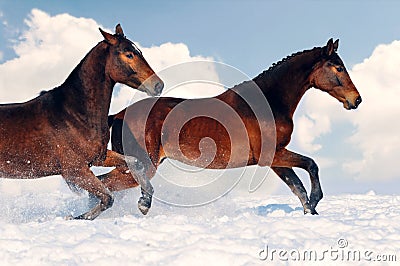 Two young horses playing on the snow field