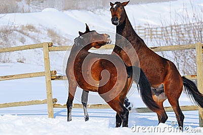 Two young horses playing on the snow field