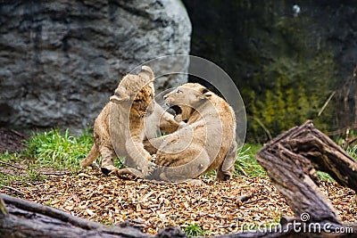 Two young lion cubs fighting