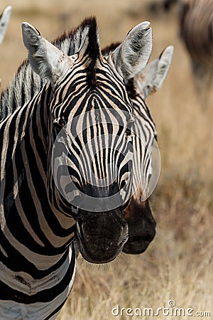 Two zebra heads