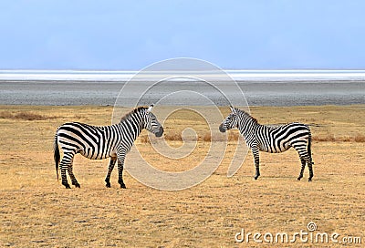 Two Zebras posing at Ngorongoro Plains