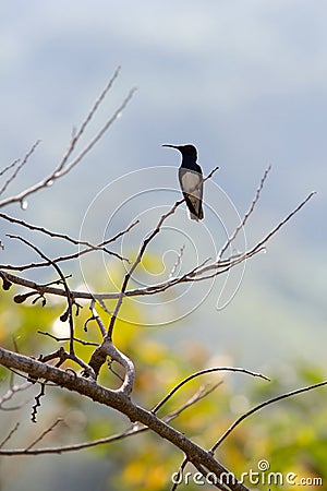 Type of Fawn-breasted Brilliant Hummingbird