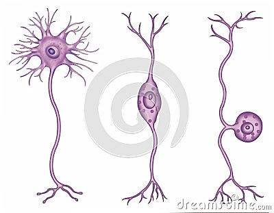 Types of neurons
