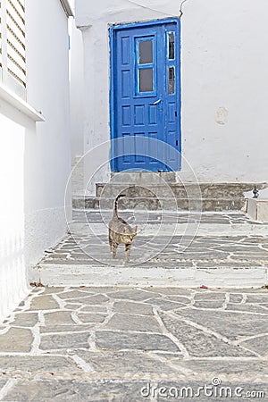 Typical greek alley with a door, cat and steps