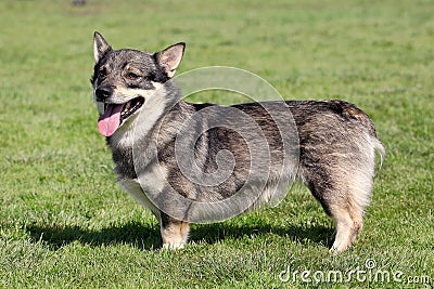 Royalty Free Stock Photo: The typical Swedish Vallhund in the garden