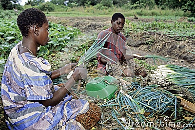 Ugandan women working of food production