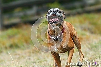 Ugly boxer dog running