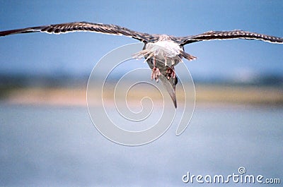 Ugly Gull in Flight