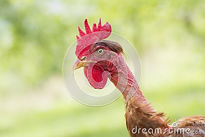 The ugly hen portrait