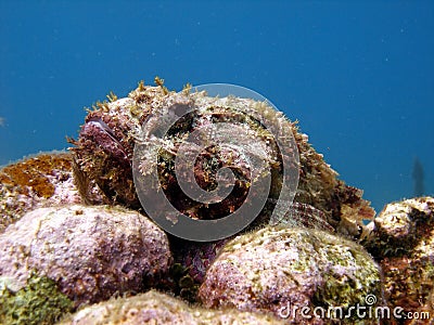 Ugly scorpion fish