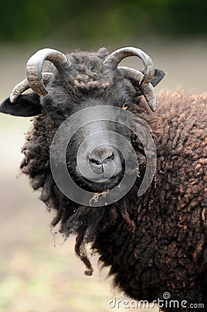 Ugly sheep.