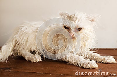 Ugly wet kitten