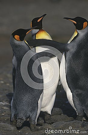 UK South Georgia Island three King Penguins on beach elevated view