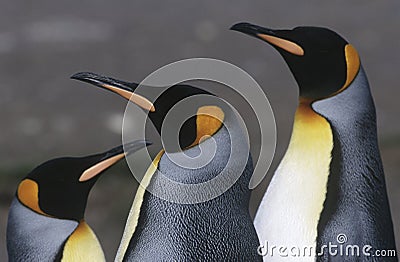 UK South Georgia Island three King Penguins close up