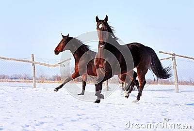 Ukrainian horse breed horses