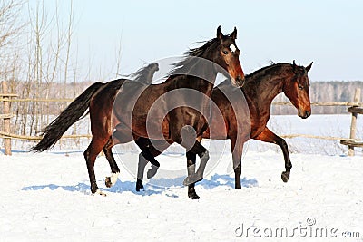 Ukrainian horse breed horses