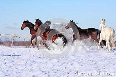 Ukrainian horse breed horses