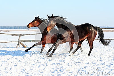 Ukrainian horse breed horses