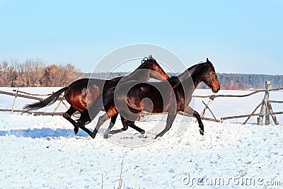 Ukrainian horse breed horses