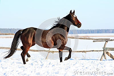 Ukrainian horse breed horses