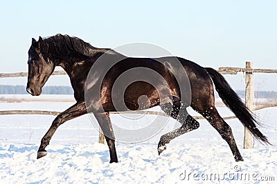 Ukrainian horse breed horses