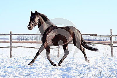 Ukrainian horse breed horses