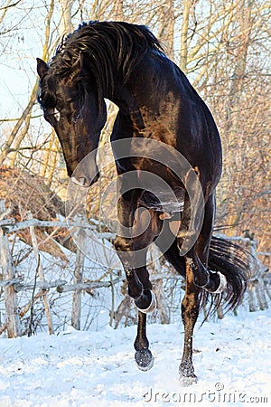 Ukrainian horse breed horses