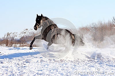 Ukrainian horse breed horses