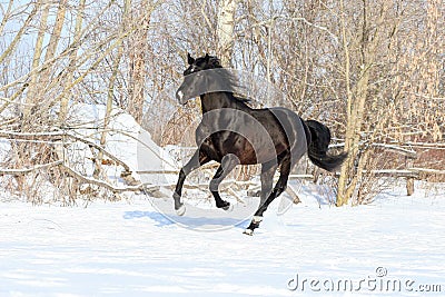 Ukrainian horse breed horses