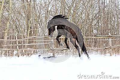 Ukrainian horse breed horses