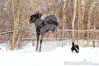 Ukrainian horse breed horses