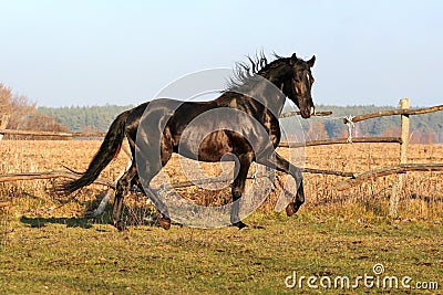 Ukrainian horse breed horses