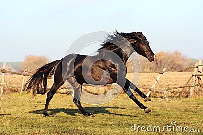 Ukrainian horse breed horses