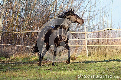 Ukrainian horse breed horses