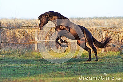 Ukrainian horse breed horses