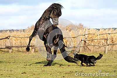 Ukrainian horse breed horses