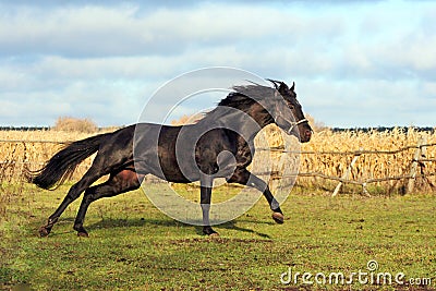 Ukrainian horse breed horses