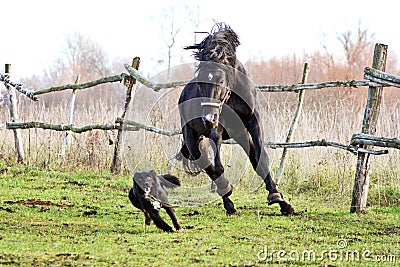 Ukrainian horse breed horses