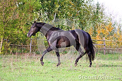 Ukrainian horse breed horses