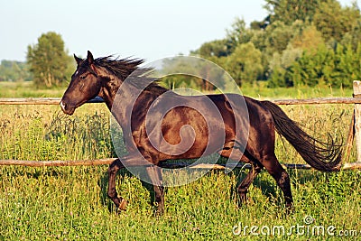 Ukrainian horse breed horses