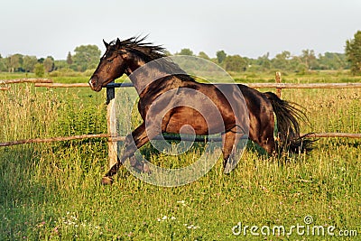 Ukrainian horse breed horses