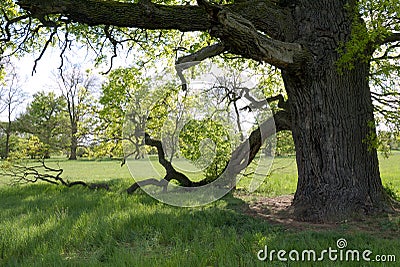 Under the branches of the old oak tree in spring