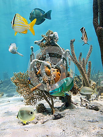 Under water marine life
