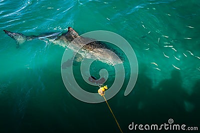 Underwater closeup of great white shark viewed from boat