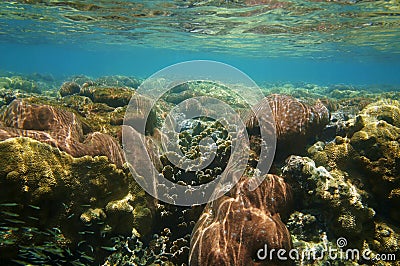 Underwater coral reef close to water surface