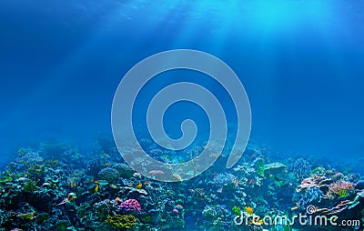 Underwater coral reef seabed background