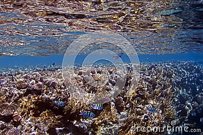 Underwater coral reflections