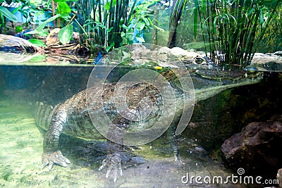 Underwater crocodile