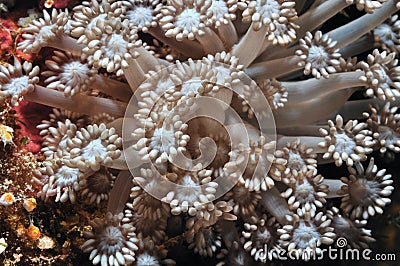 Underwater flowers