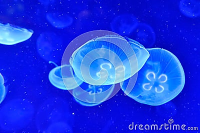 Underwater image of jellyfishes